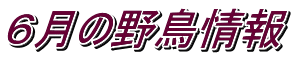 ６月の野鳥情報