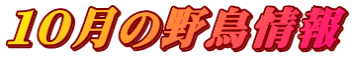 １０月の野鳥情報