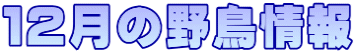 １２月の野鳥情報