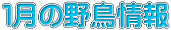１月の野鳥情報