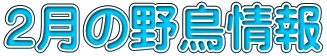 ２月の野鳥情報