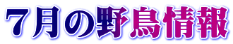 ７月の野鳥情報 