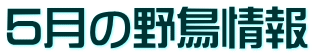５月の野鳥情報